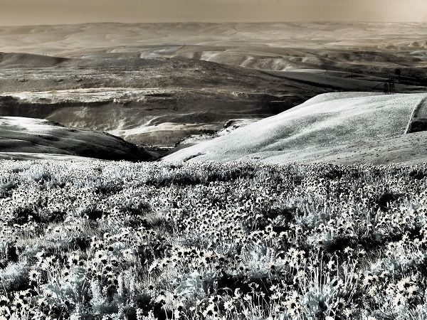 Eggers, Terry 아티스트의 USA-Washington State Infrared capture Spring wildflowers and hills작품입니다.